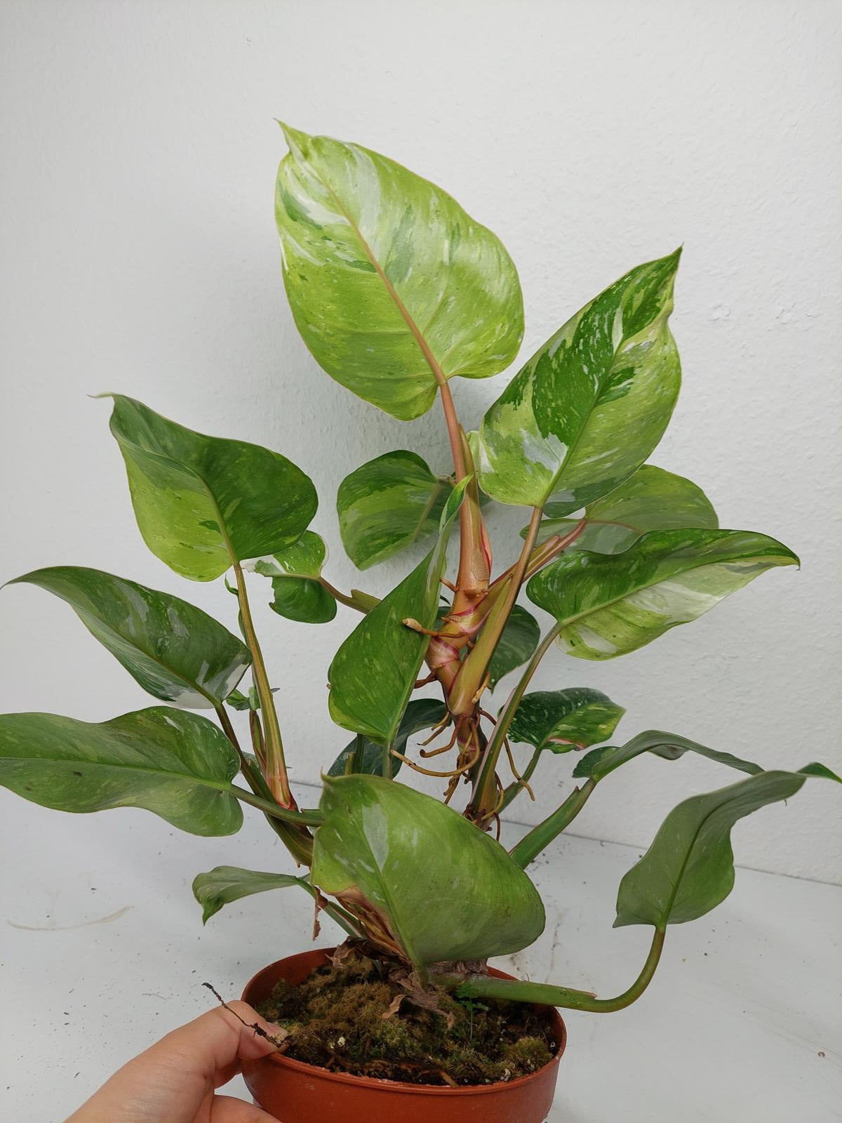 Philodendron White Princess Aurea Tricolor