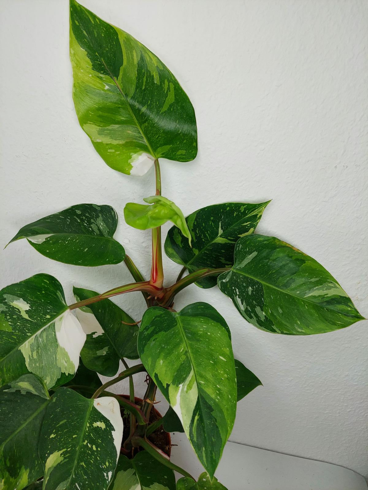 Philodendron White Princess Aurea Tricolor