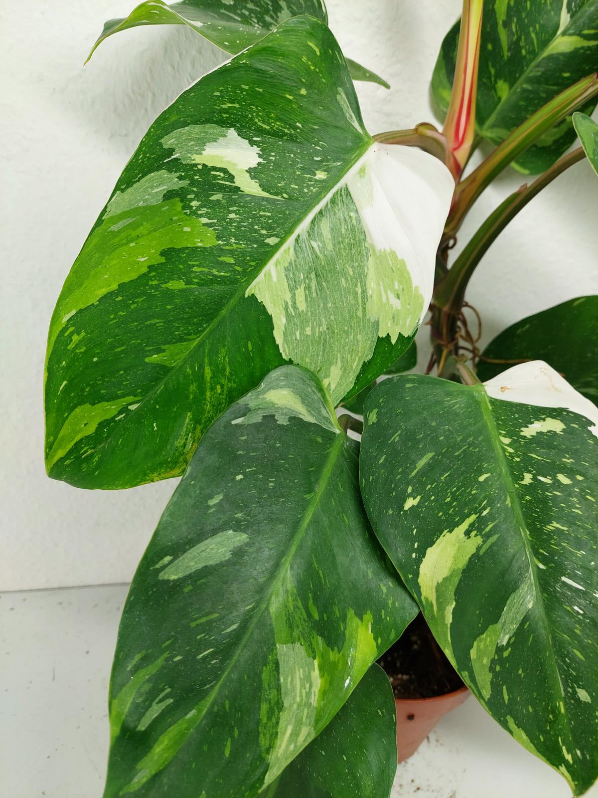 Philodendron White Princess Aurea Tricolor