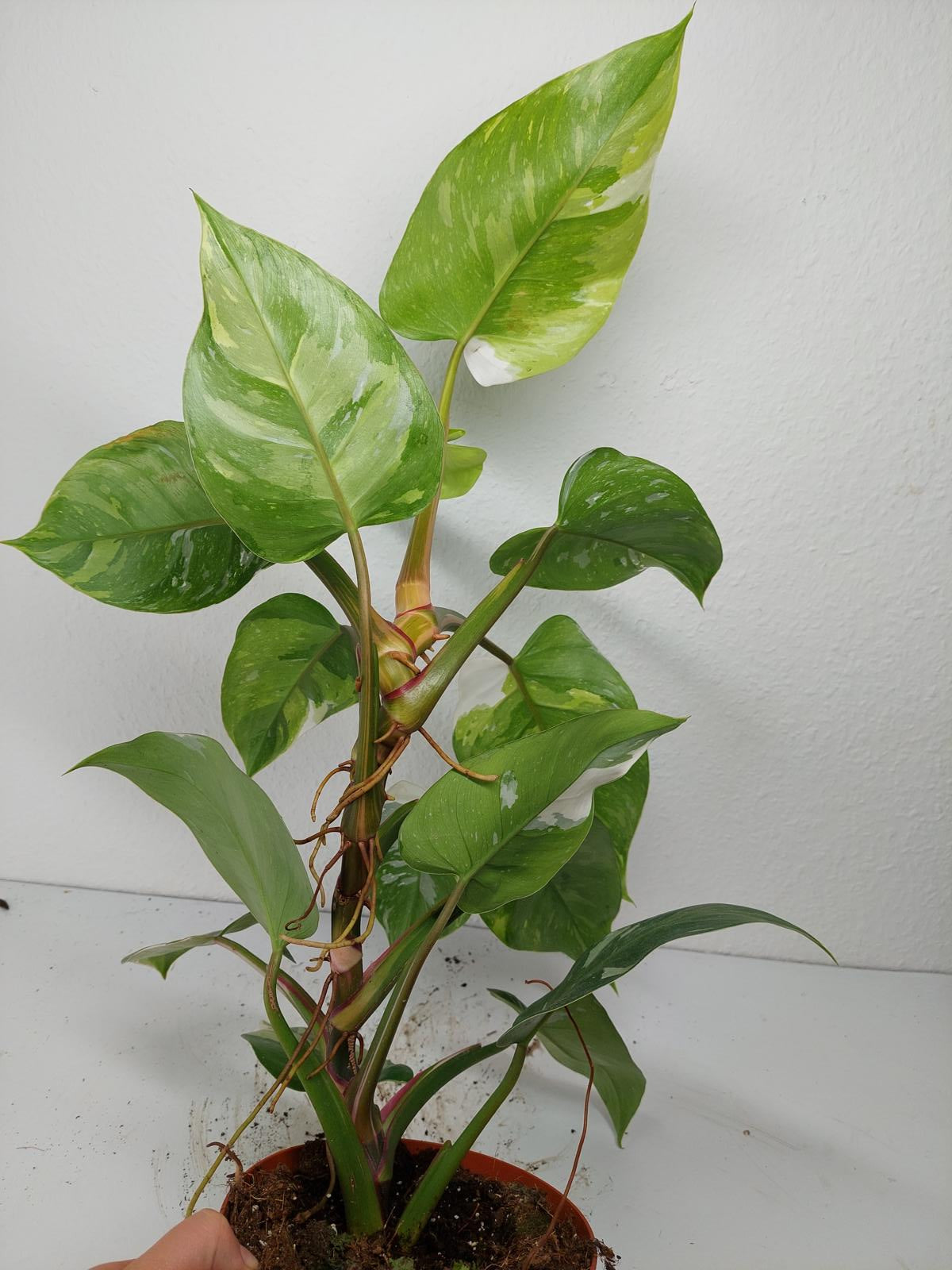 Philodendron White Princess Aurea Tricolor