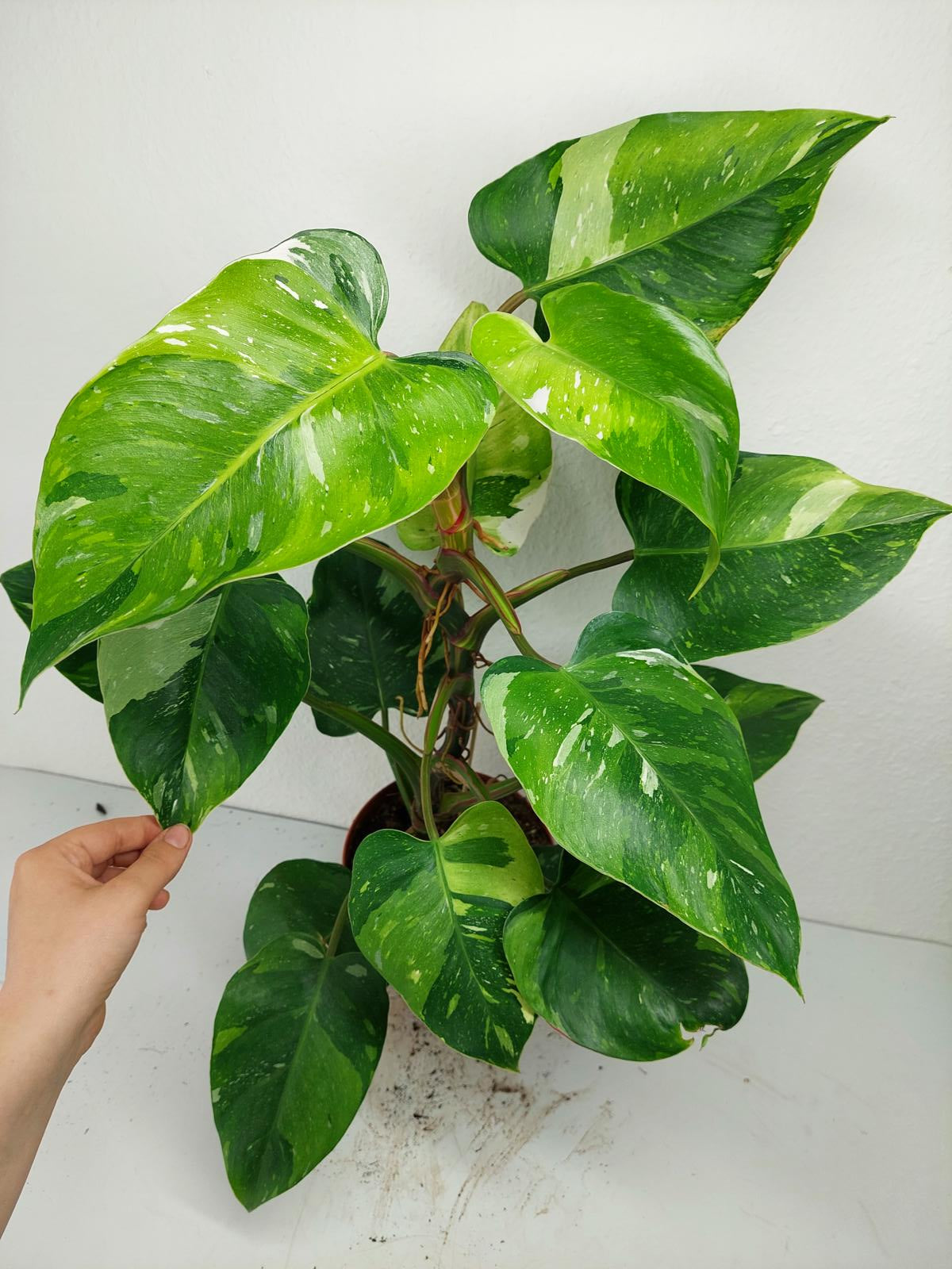 Philodendron White Princess Aurea Tricolor