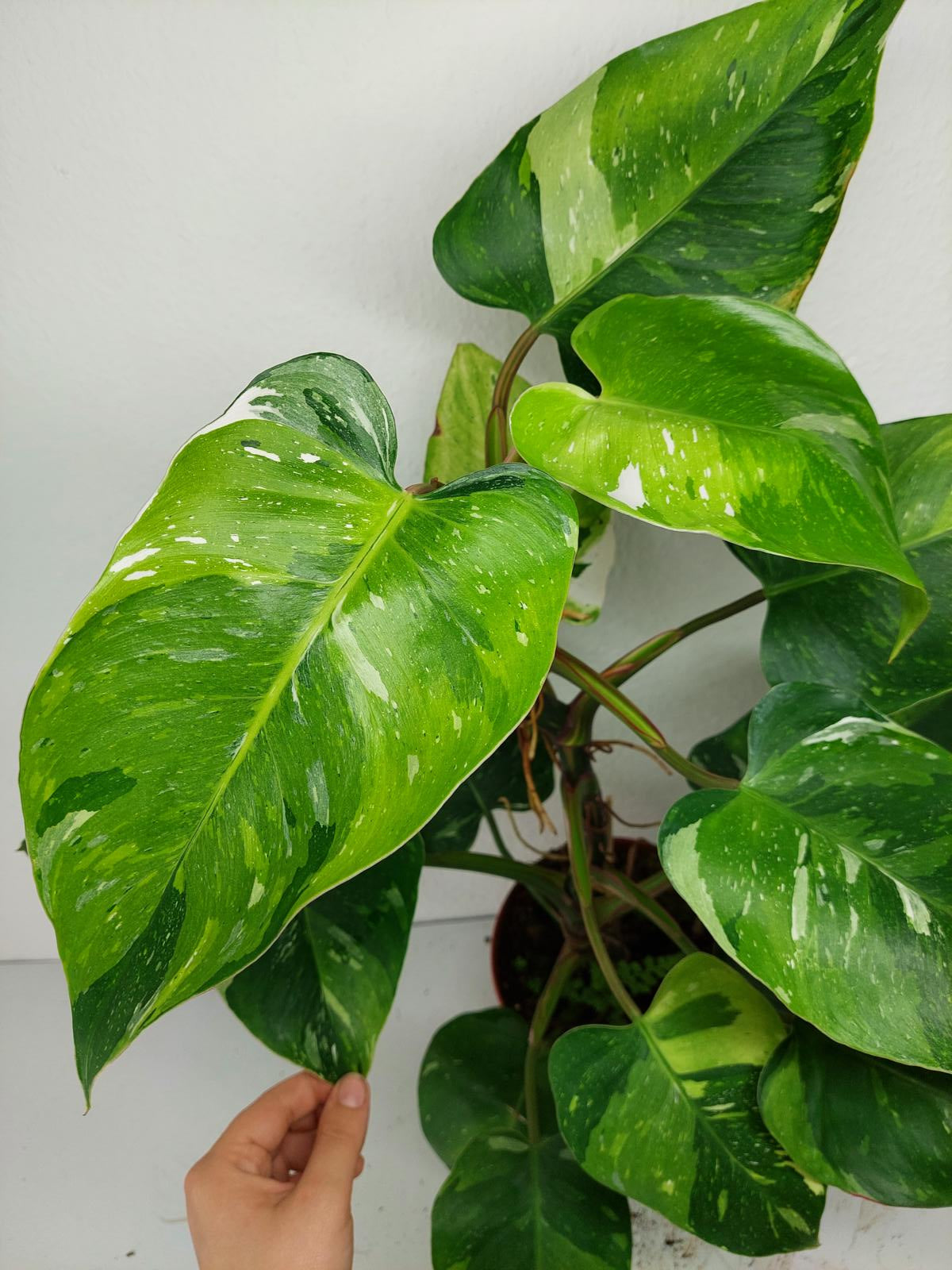 Philodendron White Princess Aurea Tricolor