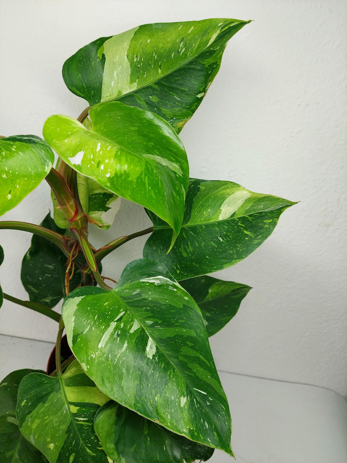 Philodendron White Princess Aurea Tricolor