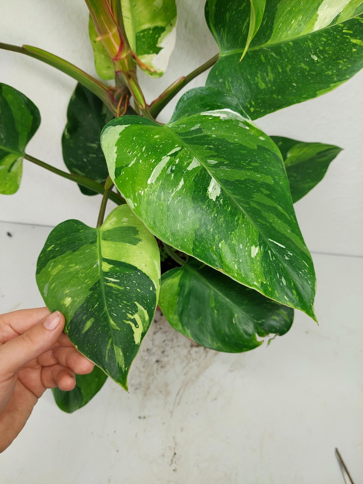 Philodendron White Princess Aurea Tricolor