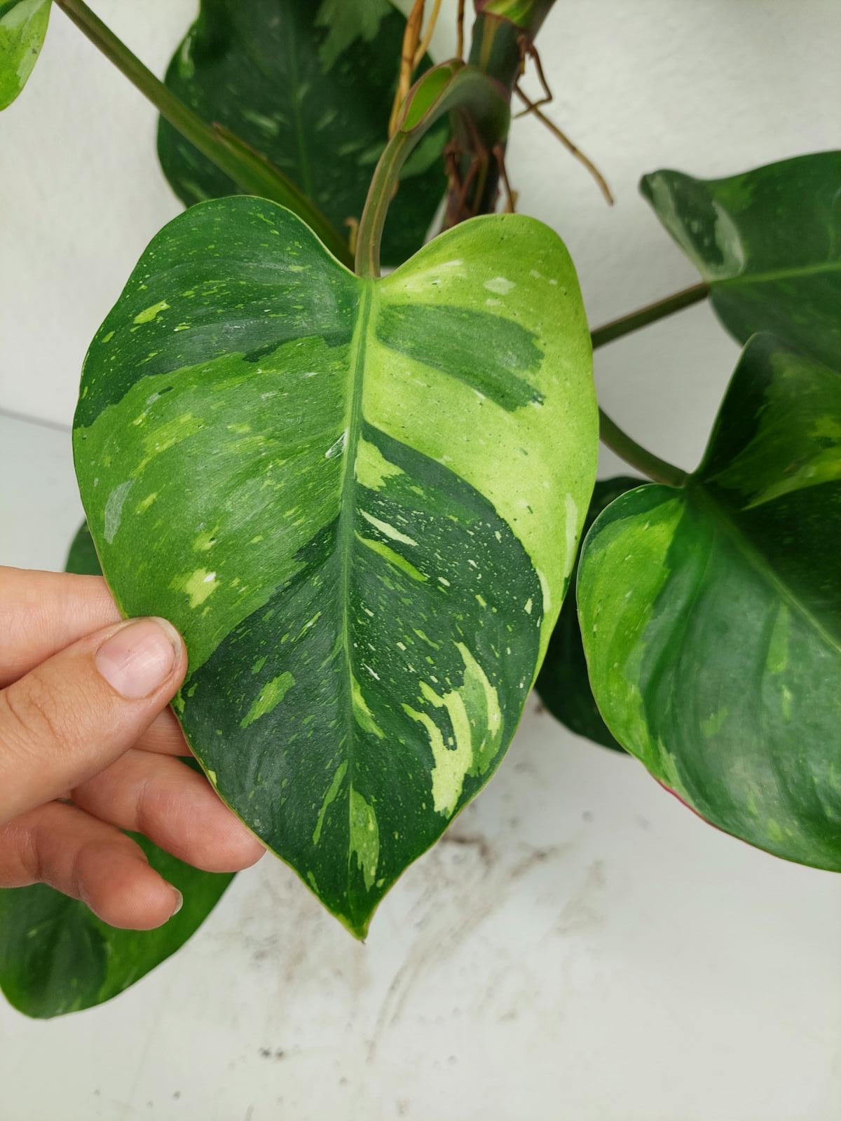 Philodendron White Princess Aurea Tricolor