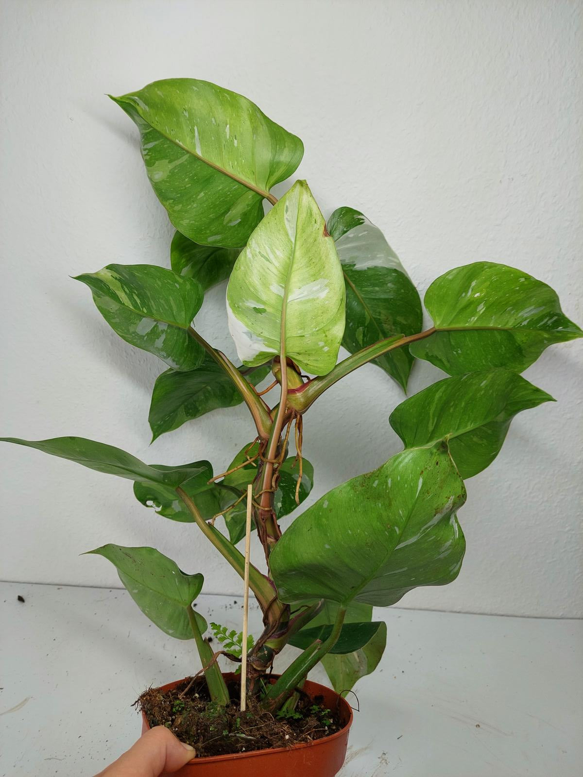 Philodendron White Princess Aurea Tricolor
