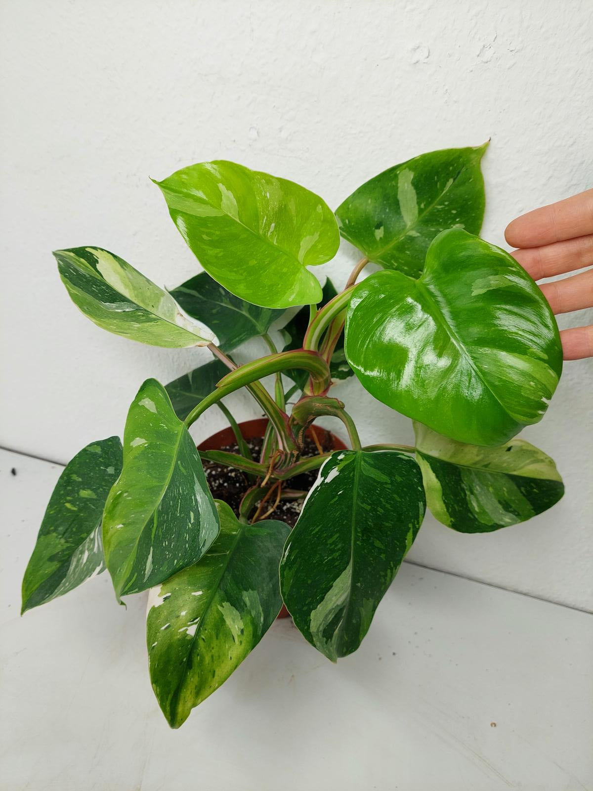 Philodendron White Princess Aurea Tricolor
