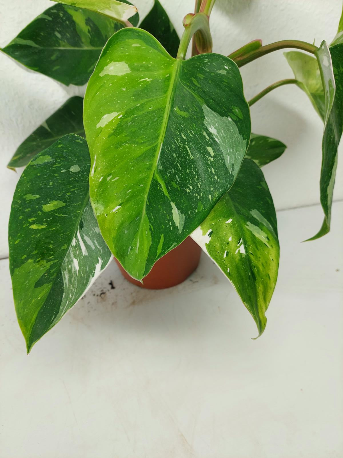 Philodendron White Princess Aurea Tricolor