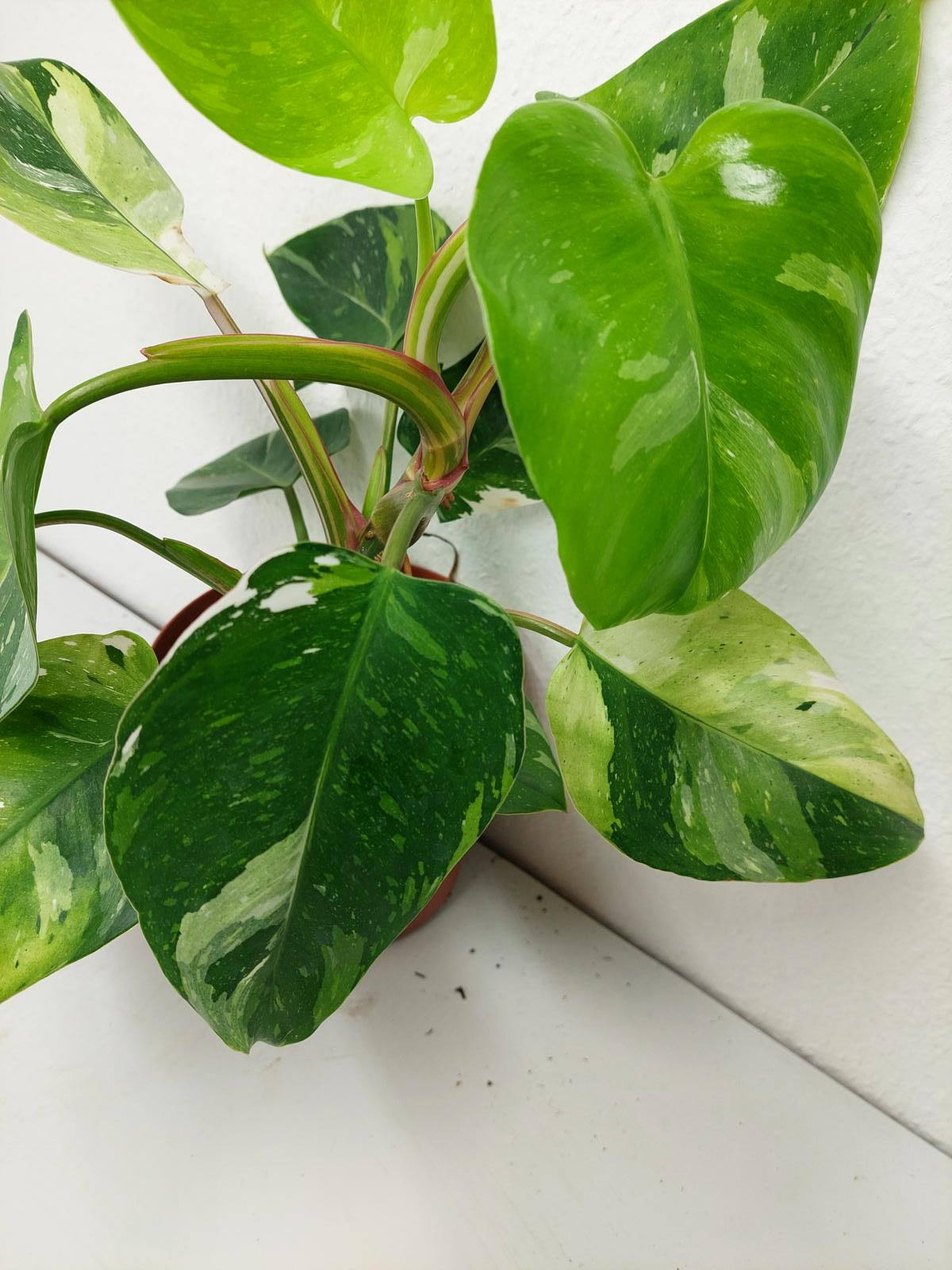Philodendron White Princess Aurea Tricolor