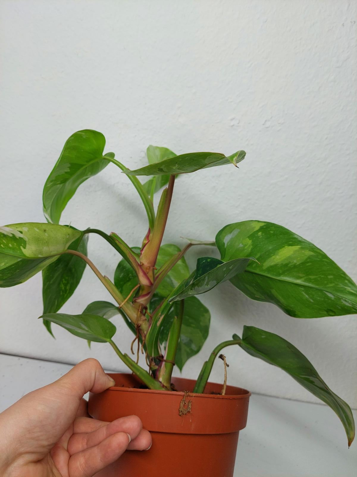 Philodendron White Princess Aurea Tricolor