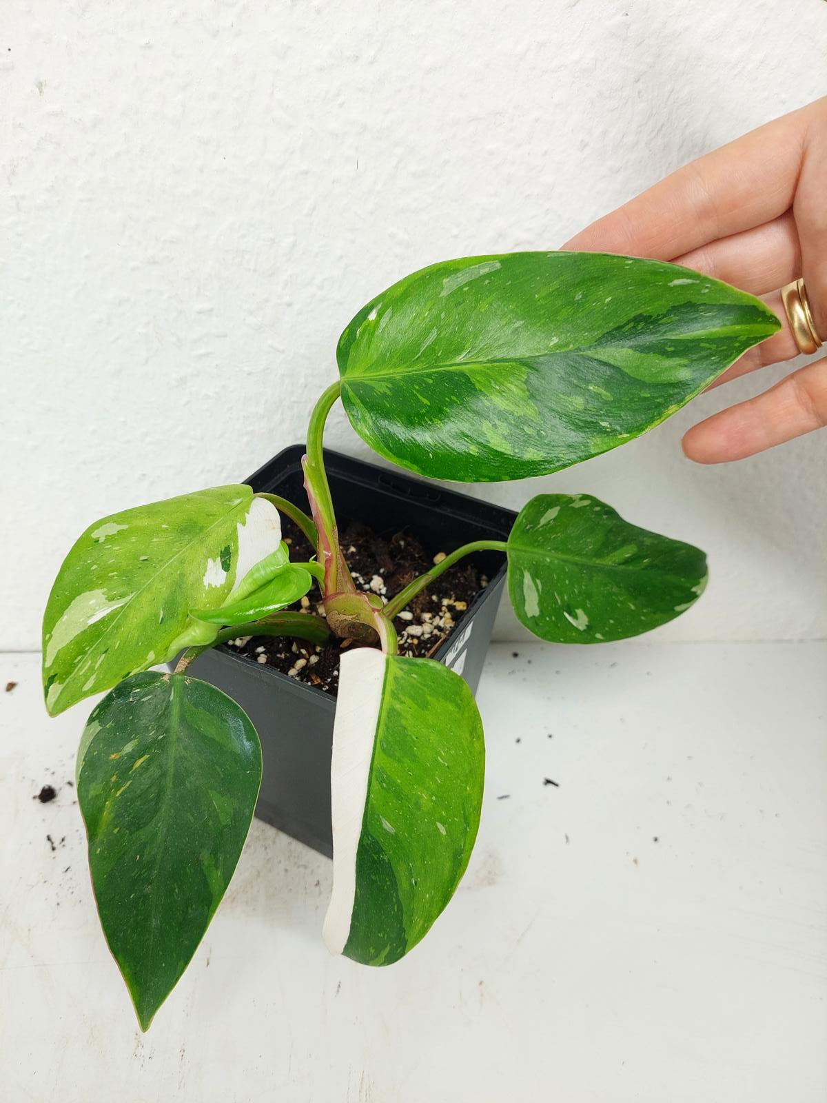 Philodendron White Princess Aurea Tricolor