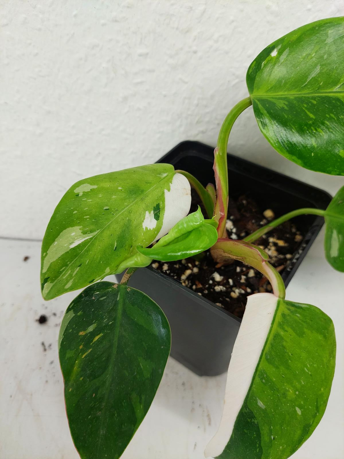 Philodendron White Princess Aurea Tricolor