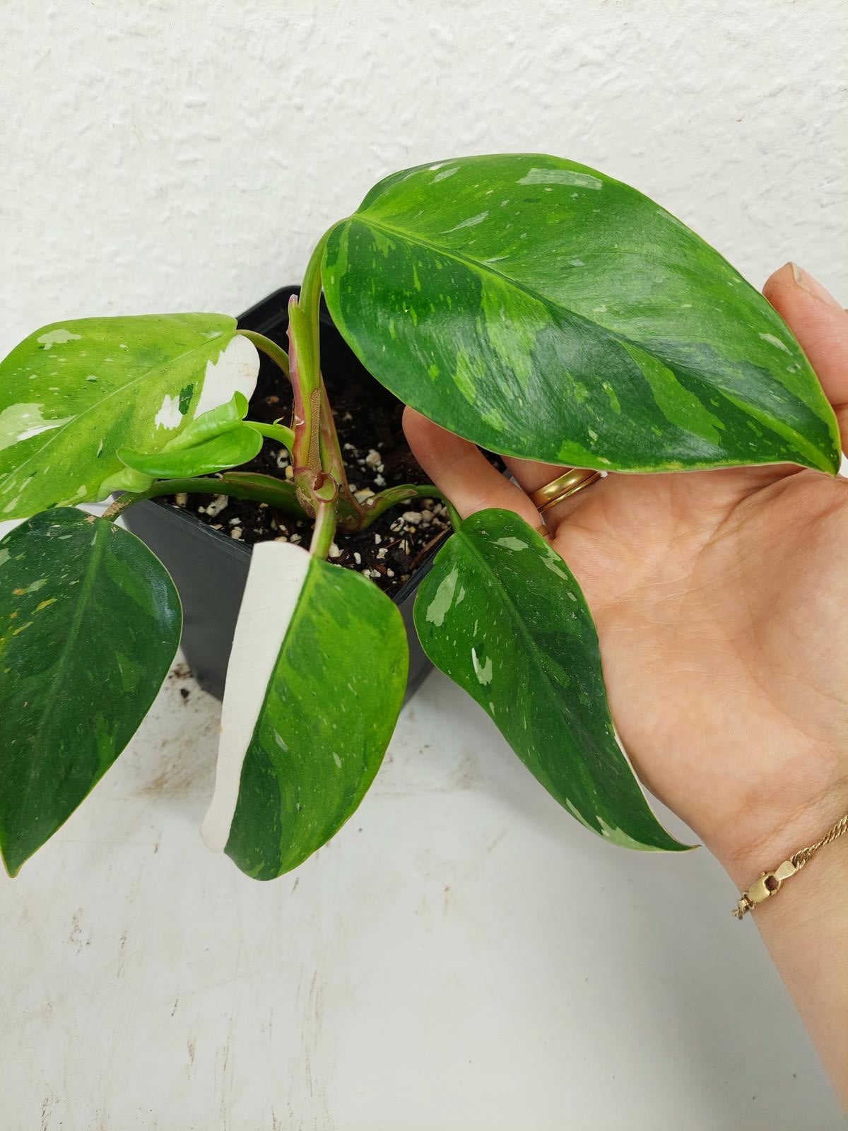 Philodendron White Princess Aurea Tricolor
