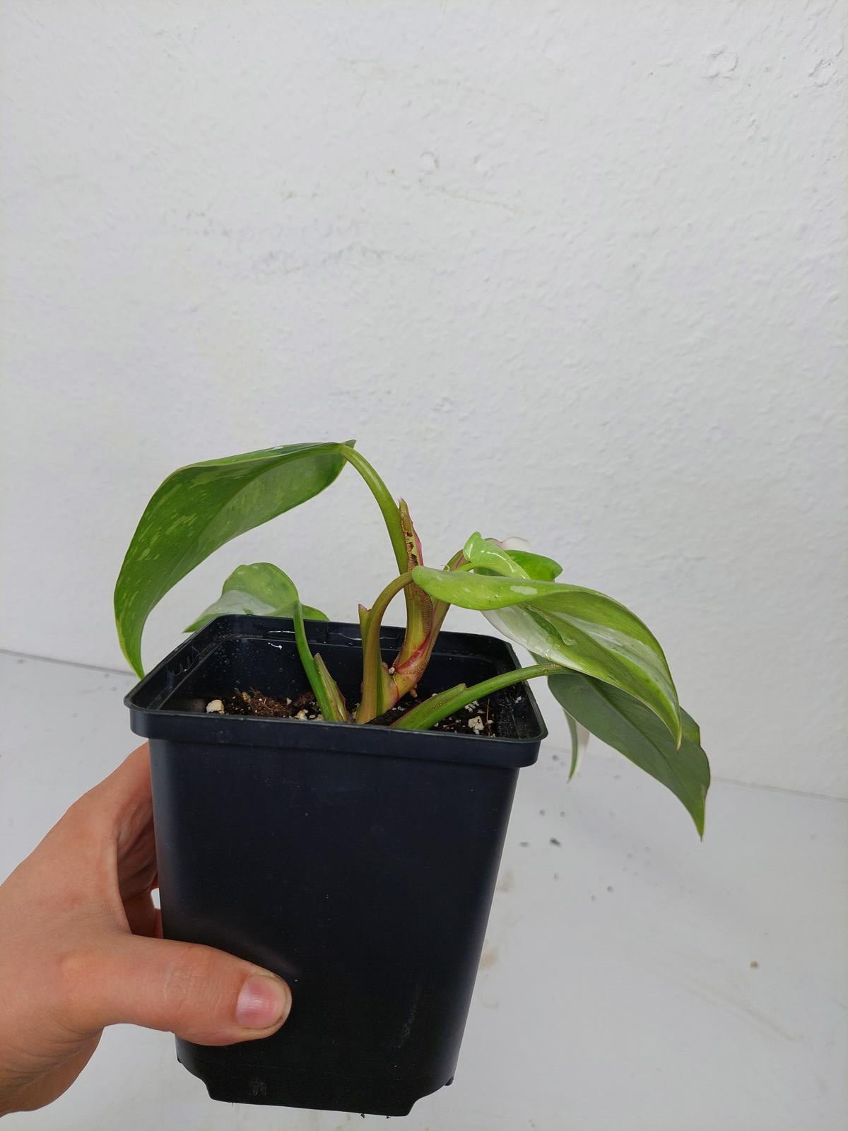 Philodendron White Princess Aurea Tricolor