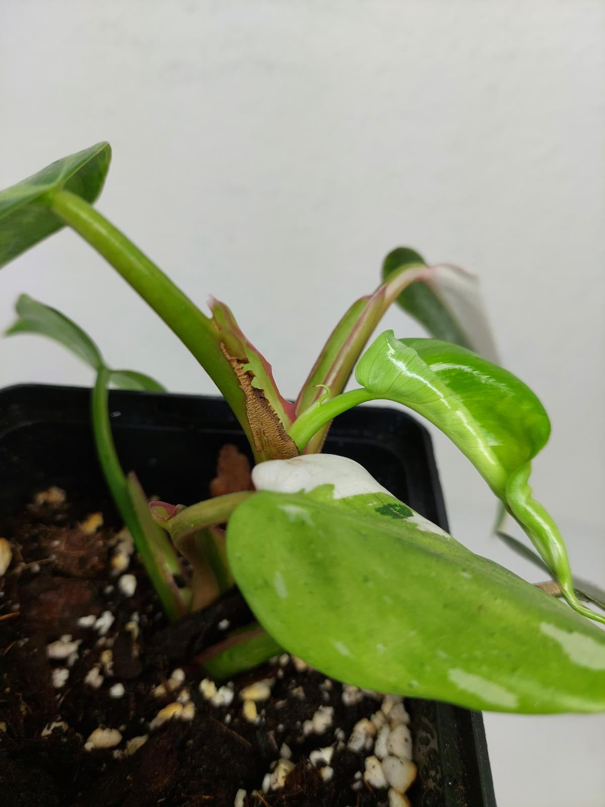 Philodendron White Princess Aurea Tricolor