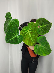 Philodendron El Choco Red groß
