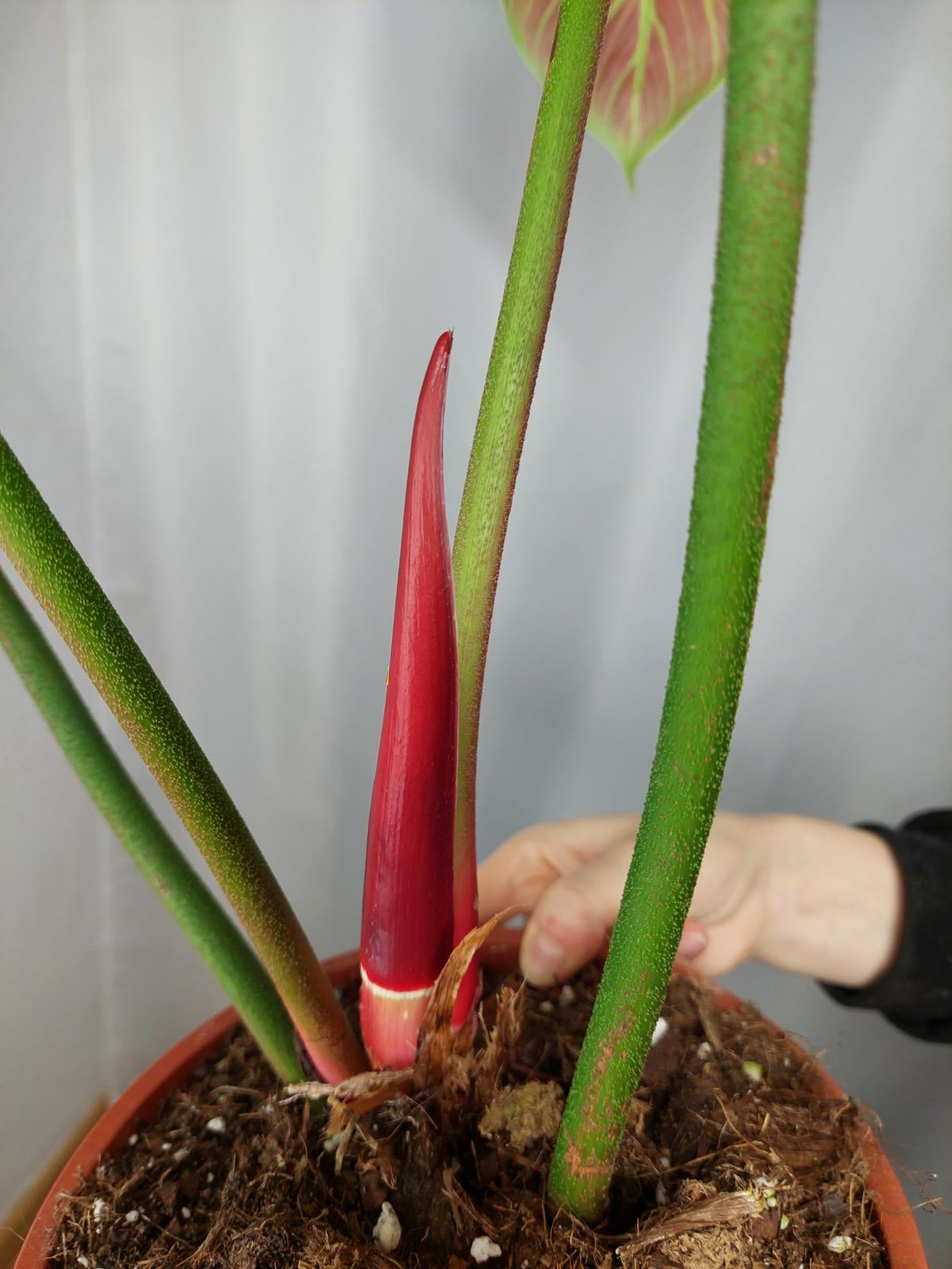 Philodendron El Choco Red groß