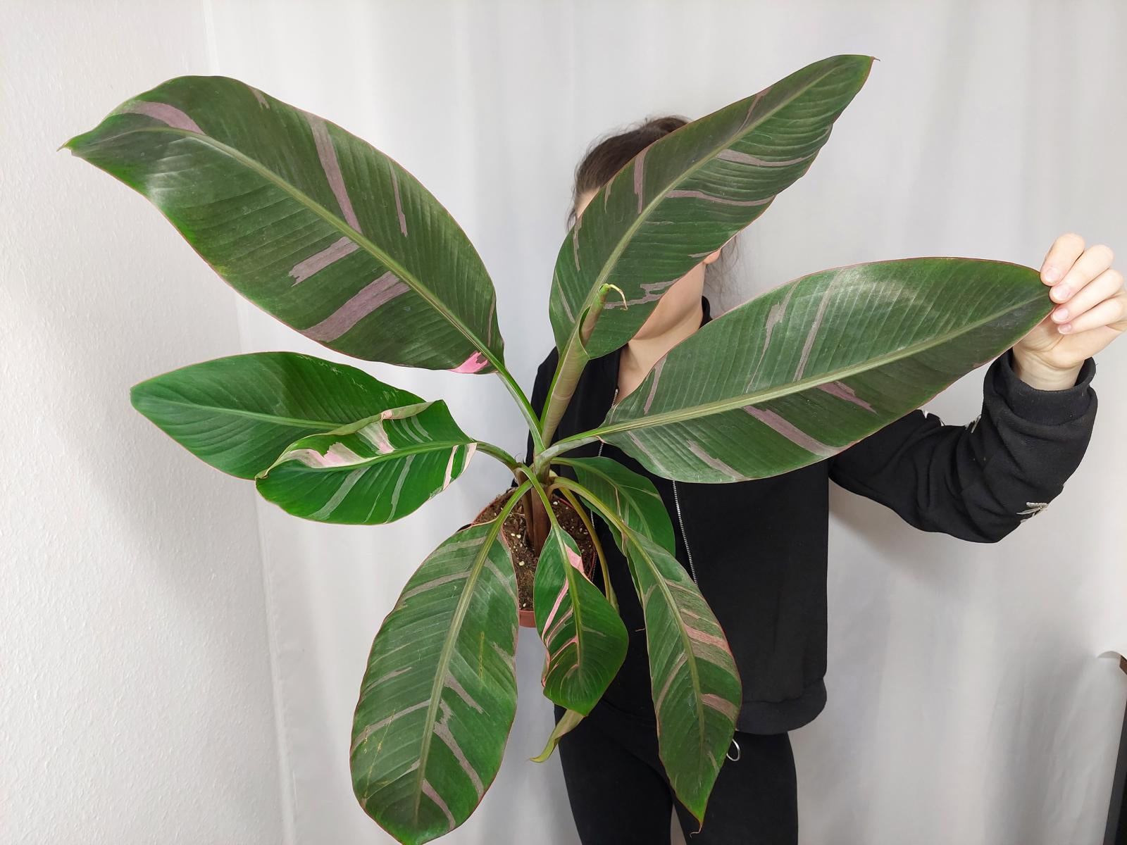 Musa Nono Pink Variegata groß