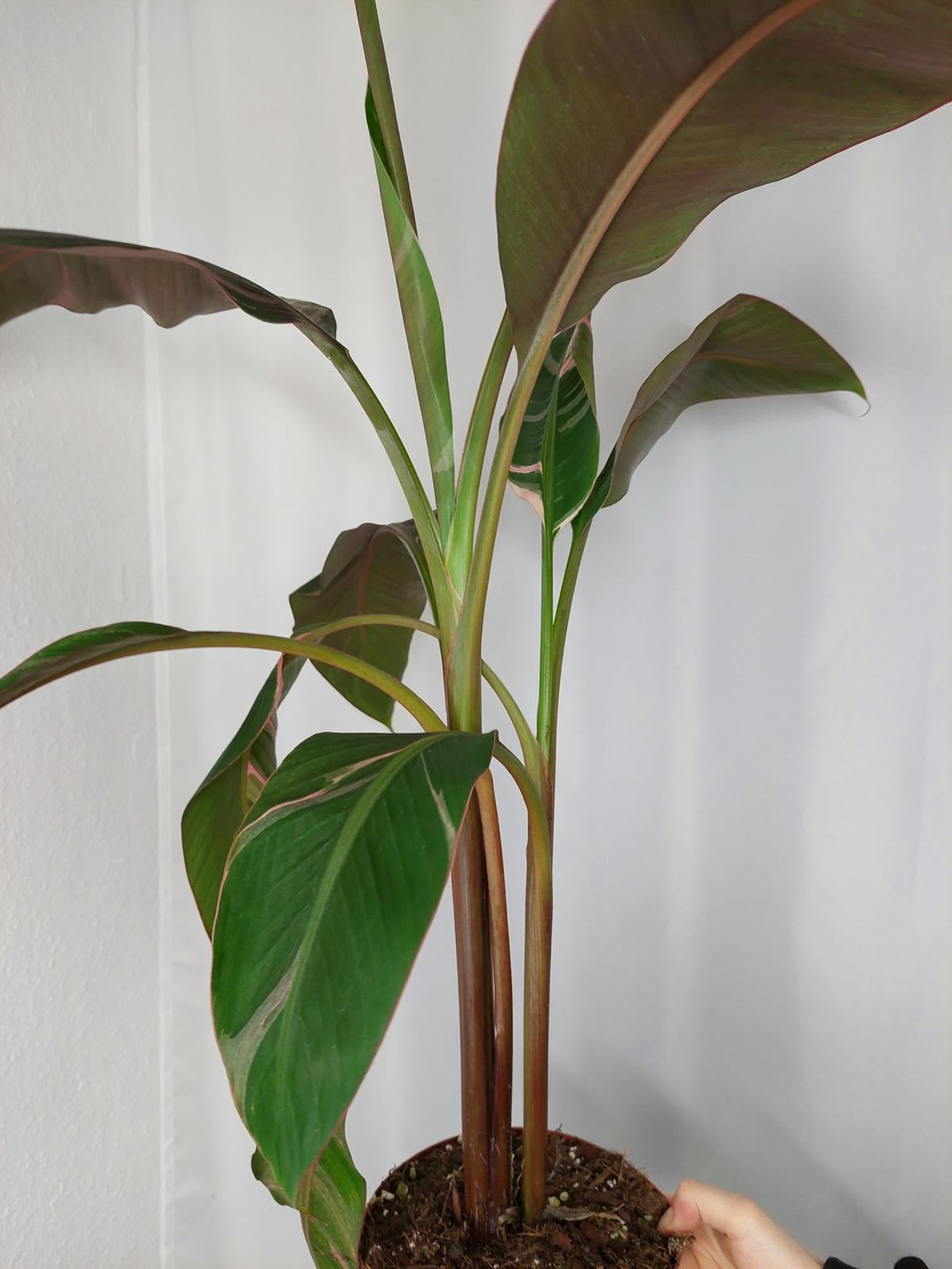 Musa Nono Pink Variegata groß
