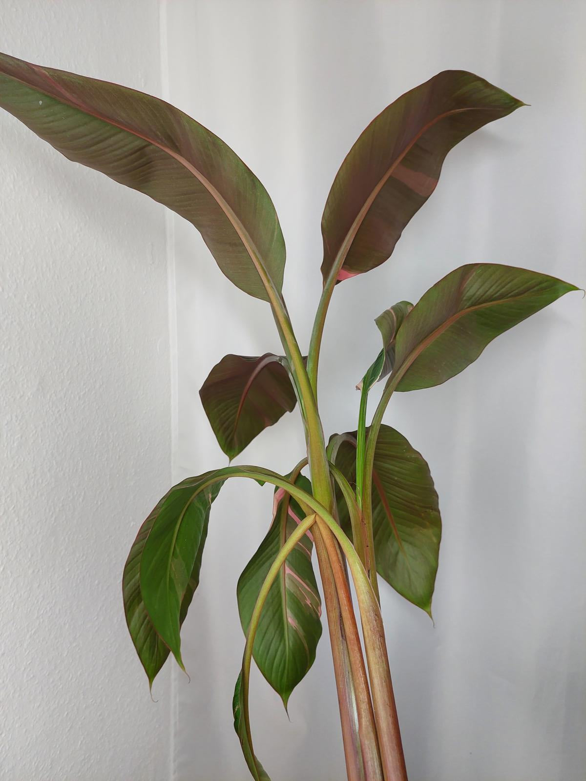 Musa Nono Pink Variegata groß