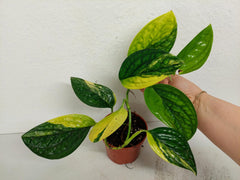 Monstera Karstenianum Peru Variegata