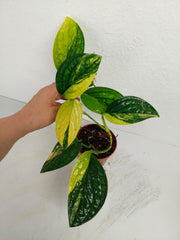 Monstera Karstenianum Peru Variegata