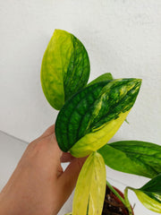 Monstera Karstenianum Peru Variegata