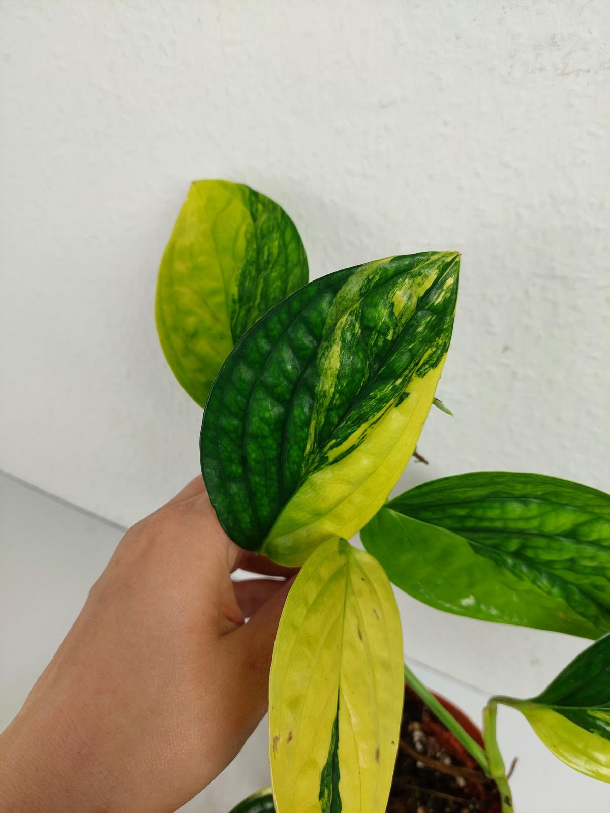 Monstera Karstenianum Peru Variegata