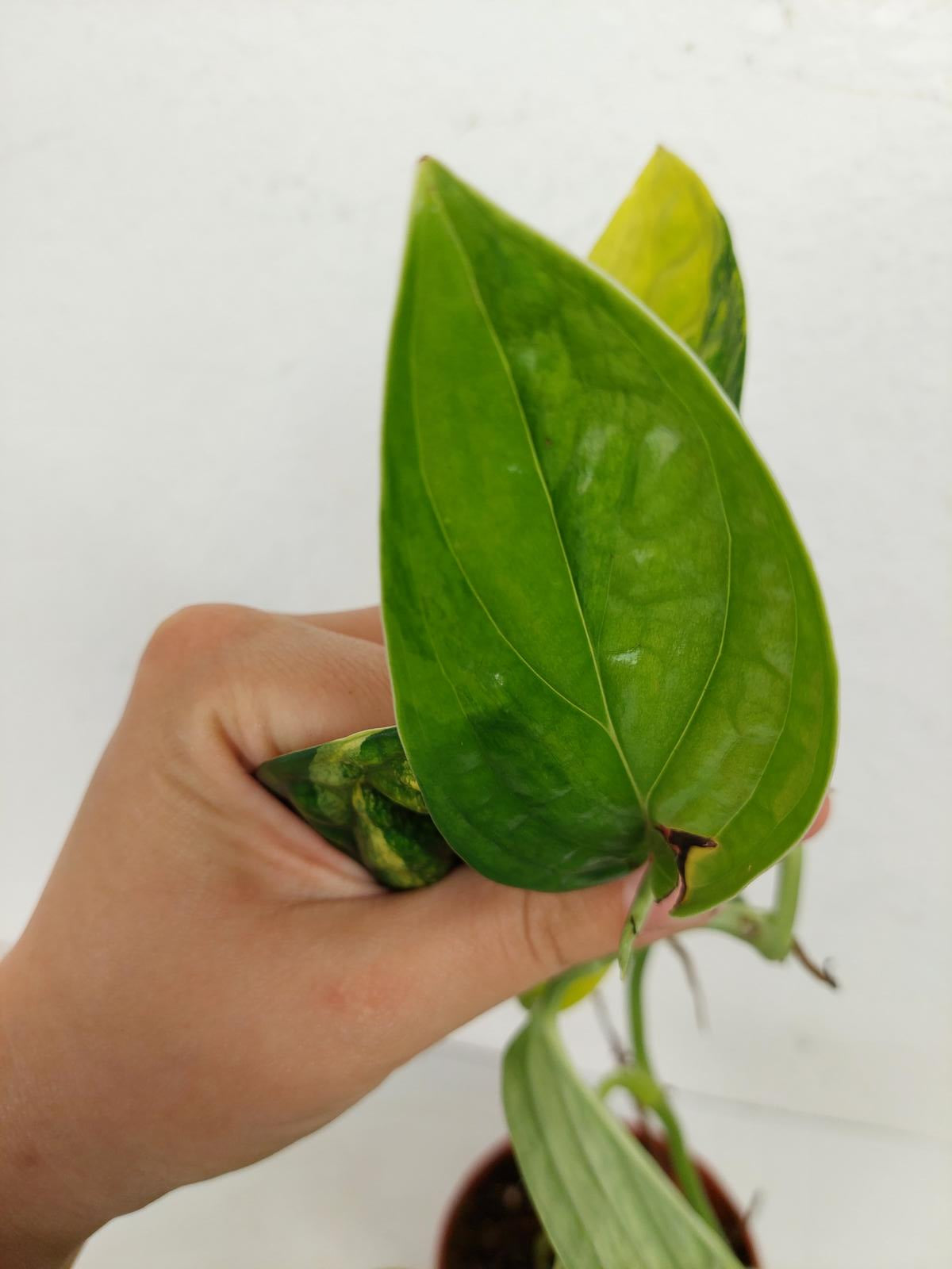 Monstera Karstenianum Peru Variegata