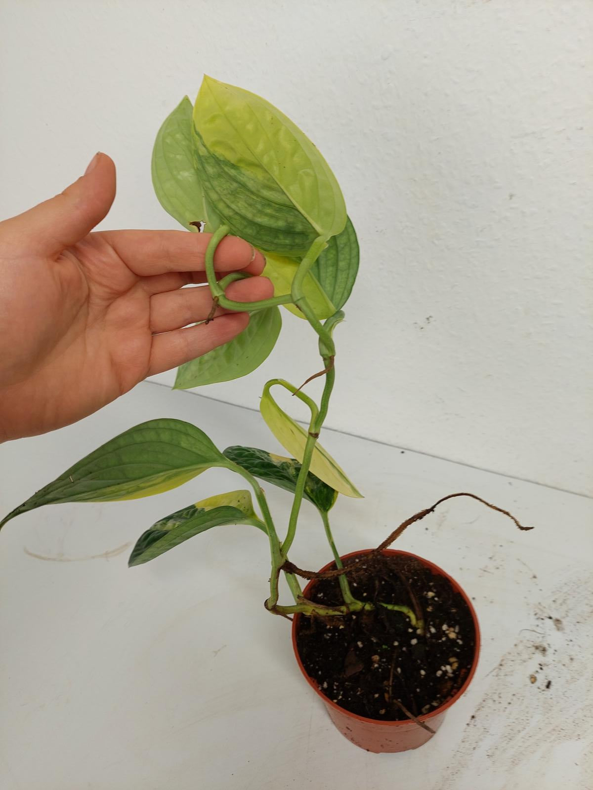 Monstera Karstenianum Peru Variegata