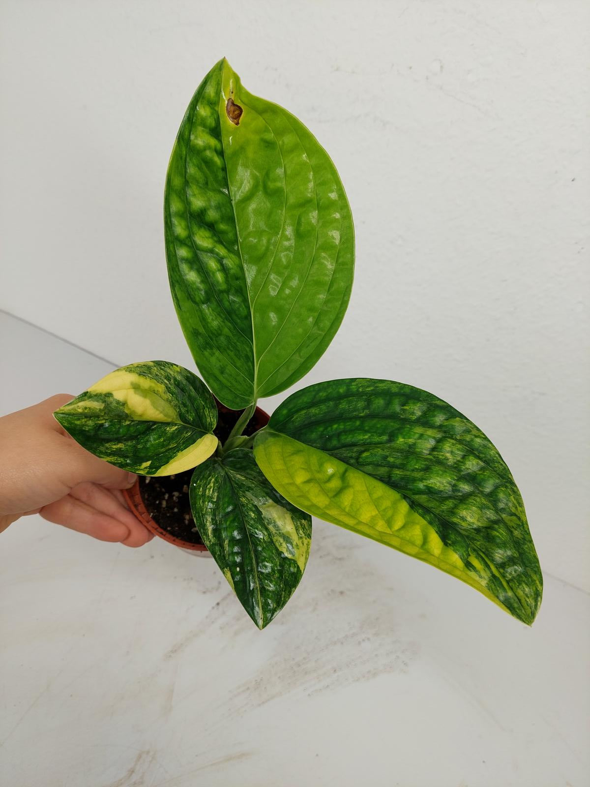Monstera Karstenianum Peru Variegata