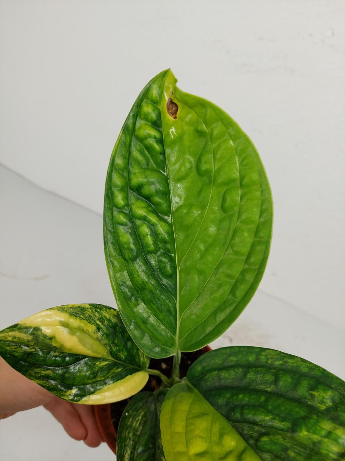 Monstera Karstenianum Peru Variegata