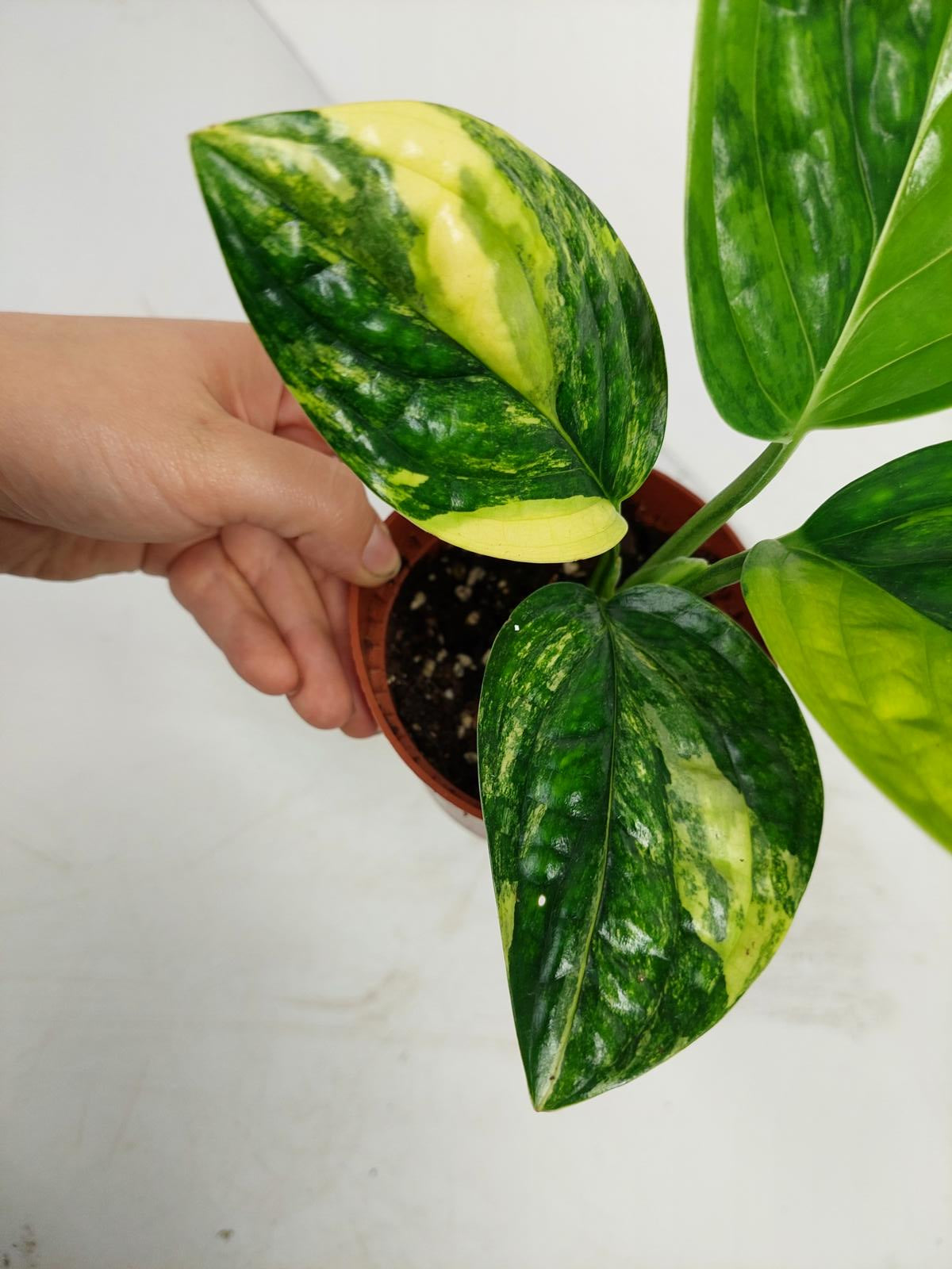 Monstera Karstenianum Peru Variegata