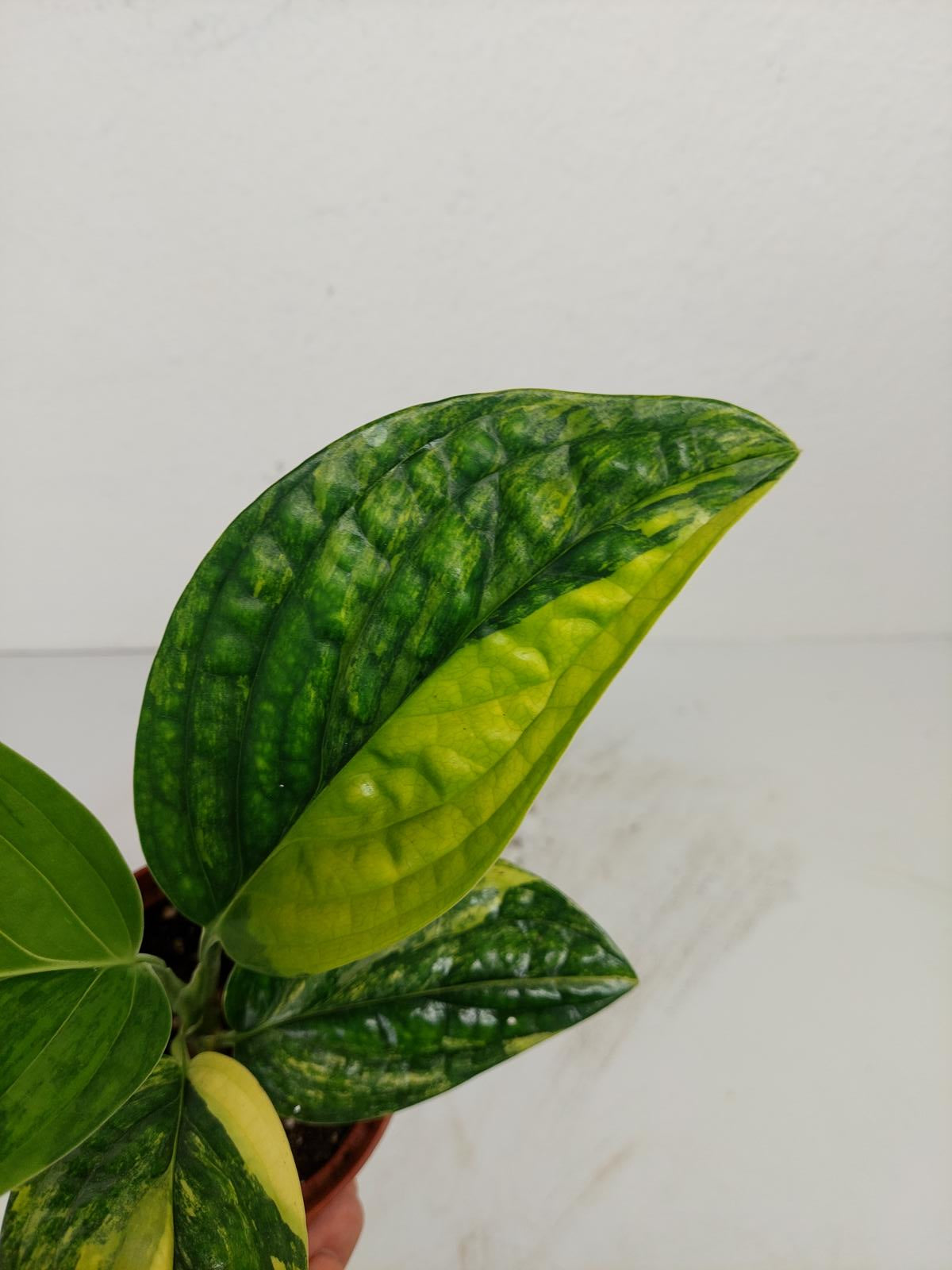 Monstera Karstenianum Peru Variegata