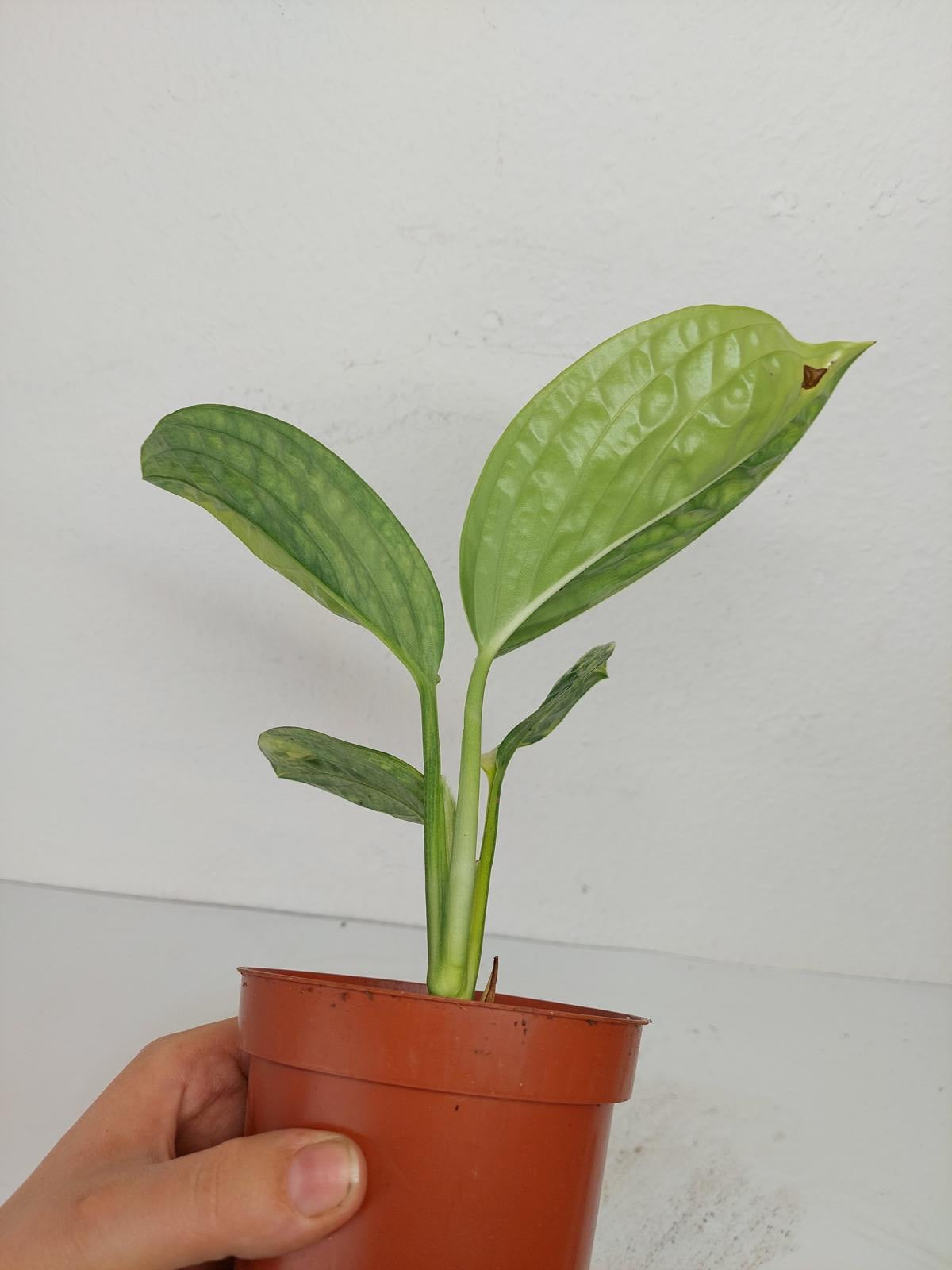 Monstera Karstenianum Peru Variegata