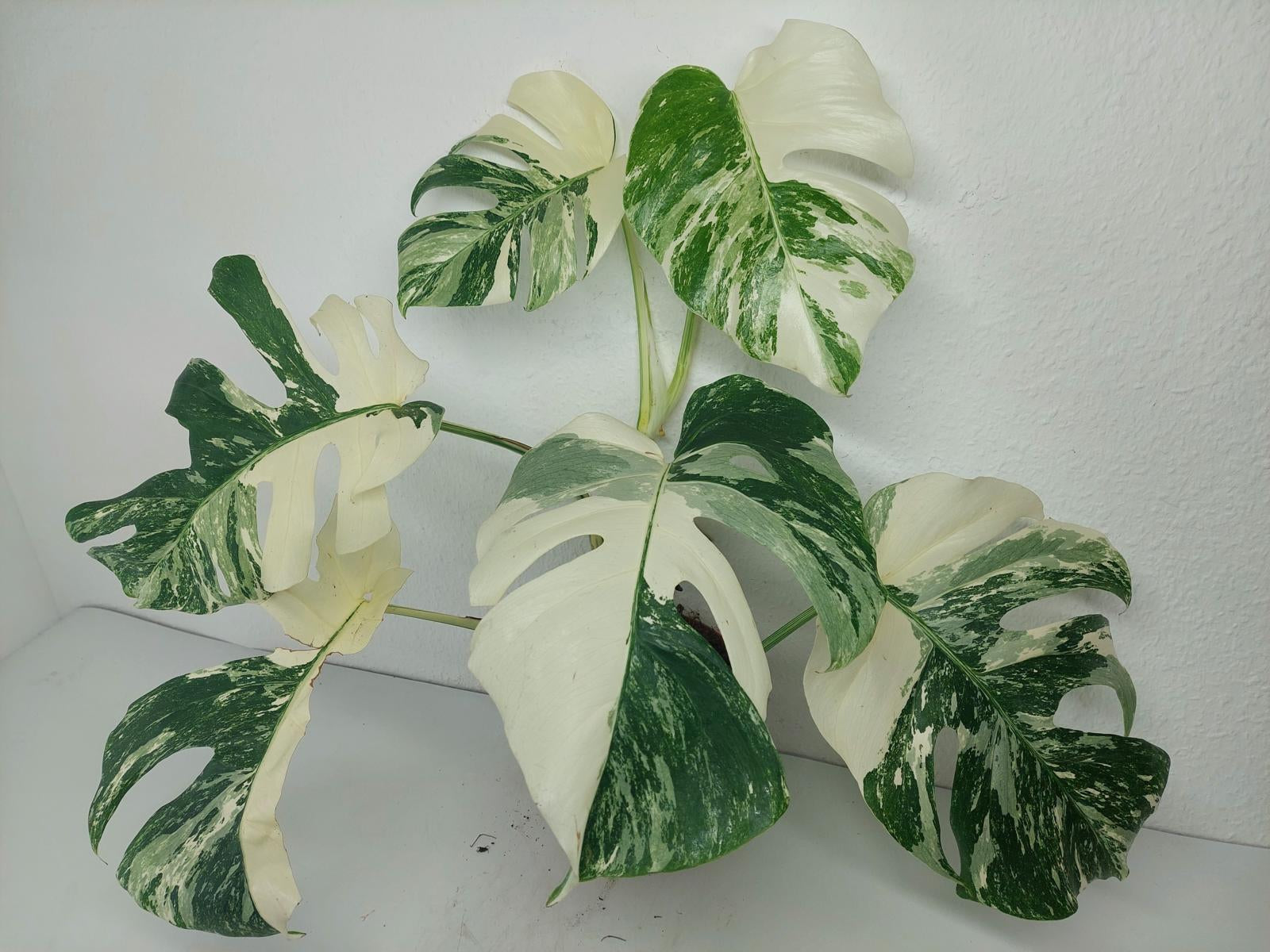Monstera Variegata (zum aussuchen)