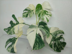 Monstera Variegata (zum aussuchen)