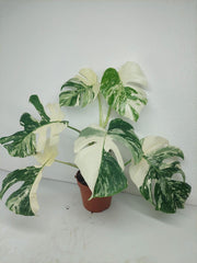 Monstera Variegata (zum aussuchen)