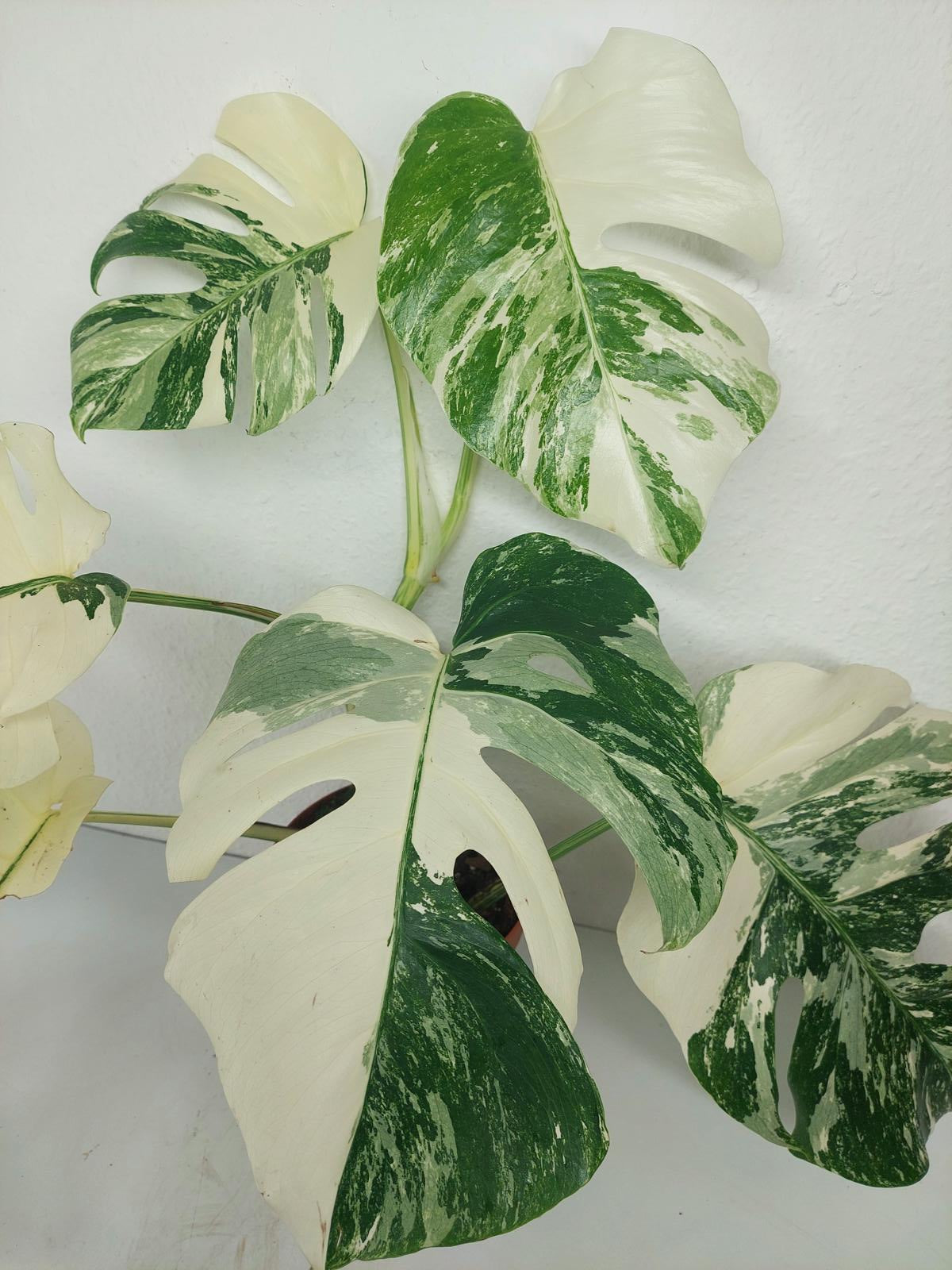 Monstera Variegata (zum aussuchen)