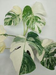 Monstera Variegata (zum aussuchen)