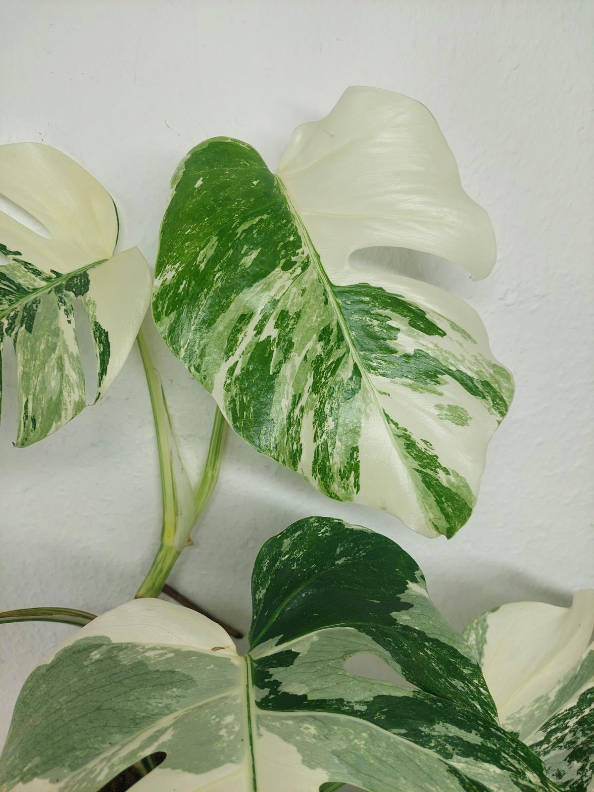 Monstera Variegata (zum aussuchen)