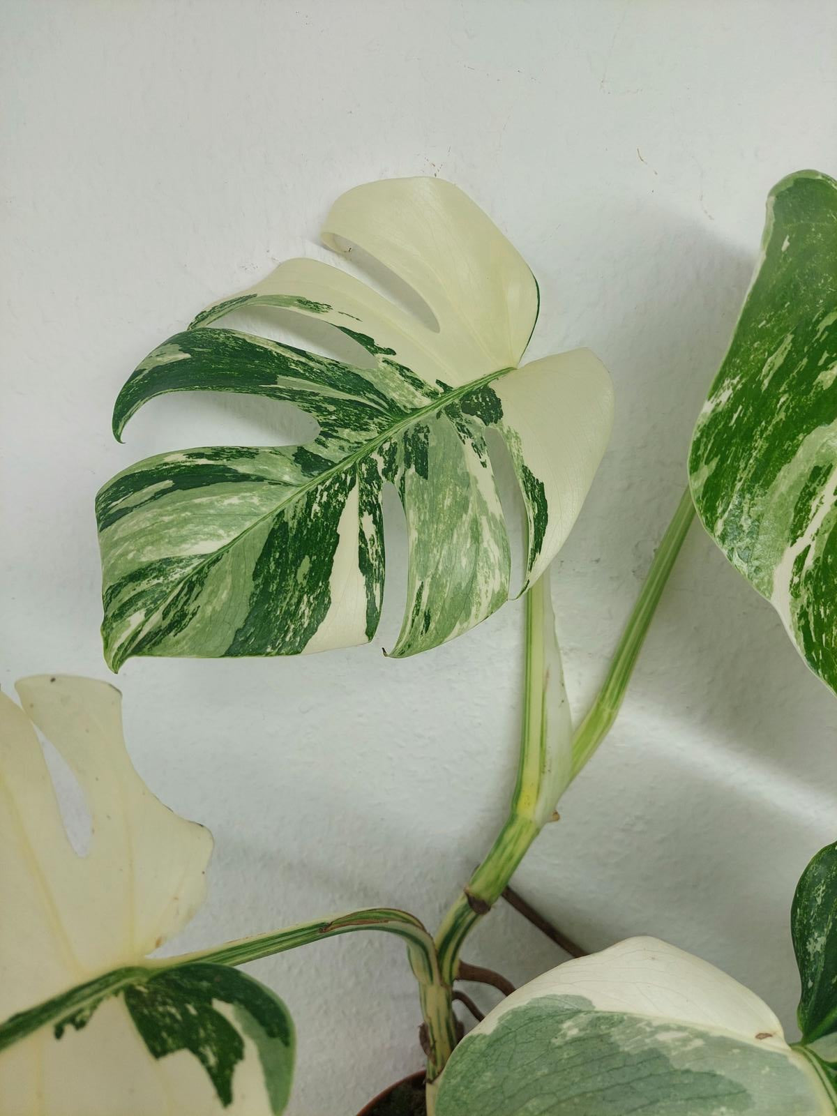 Monstera Variegata (zum aussuchen)