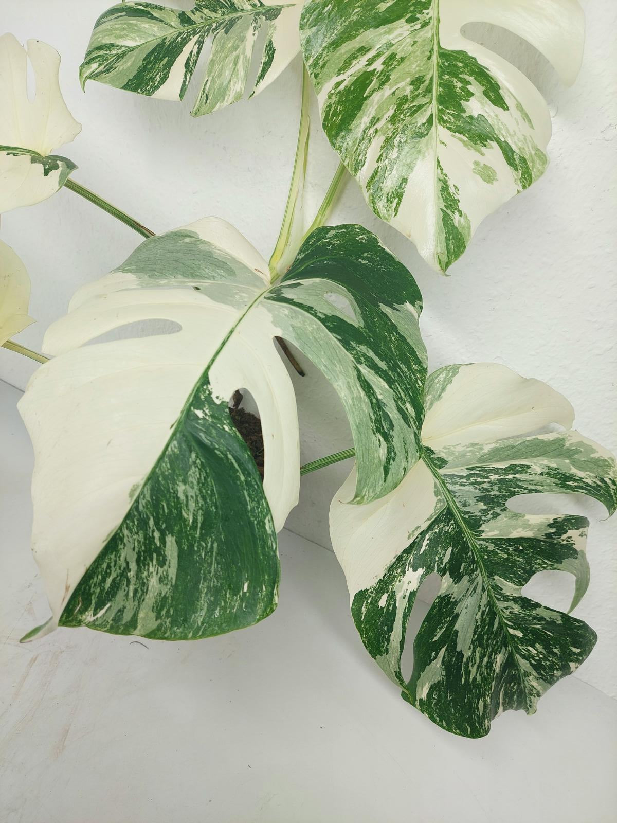 Monstera Variegata (zum aussuchen)