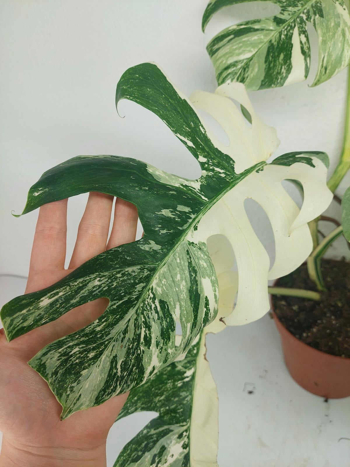 Monstera Variegata (zum aussuchen)