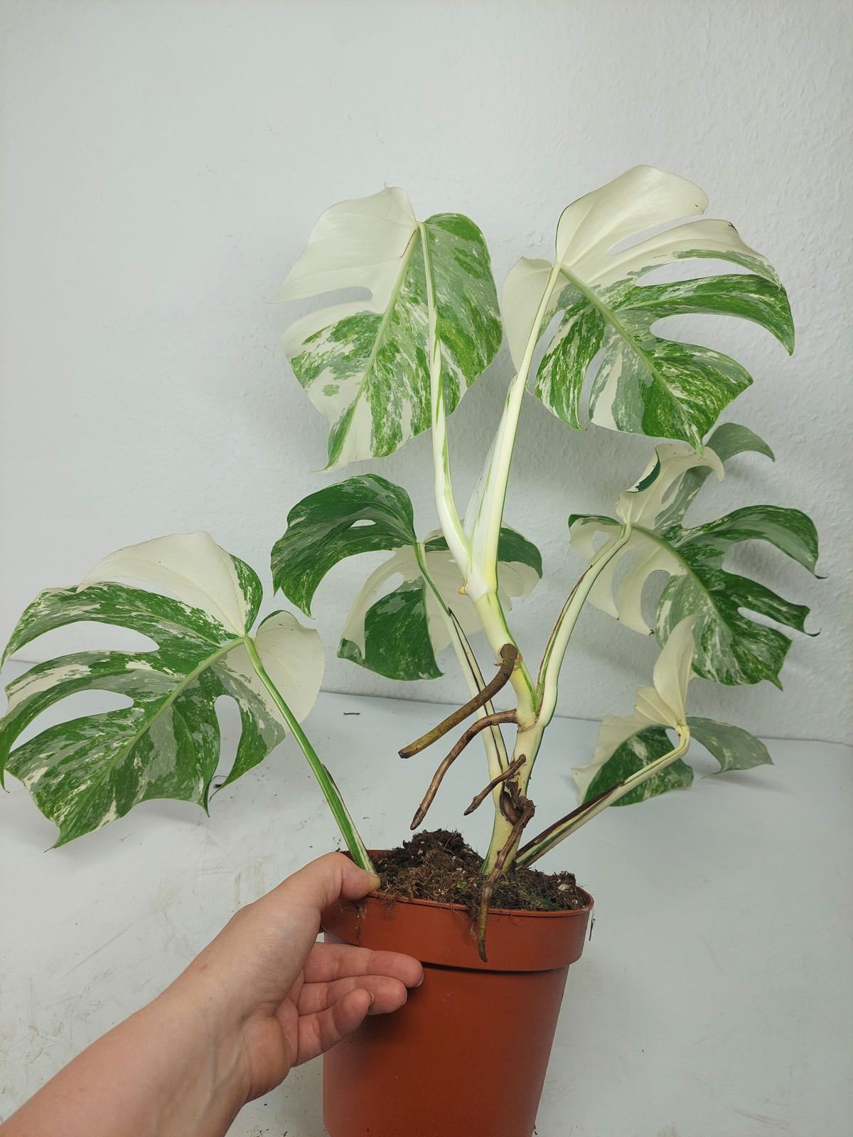 Monstera Variegata (zum aussuchen)