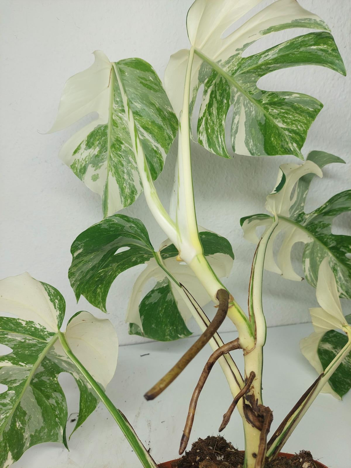 Monstera Variegata (zum aussuchen)