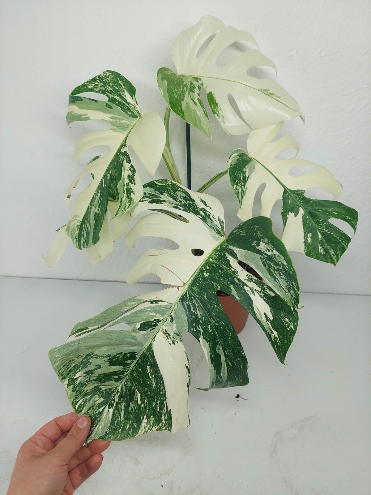 Monstera Variegata (zum aussuchen)