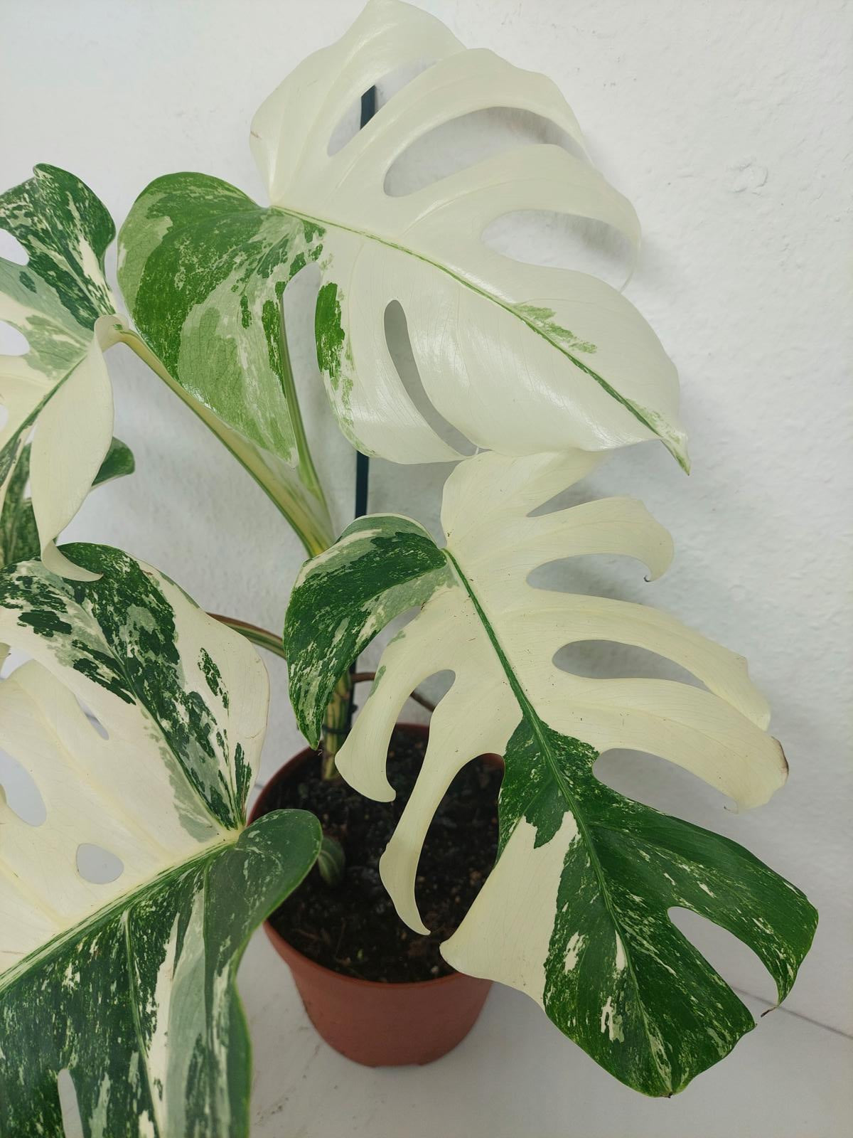 Monstera Variegata (zum aussuchen)