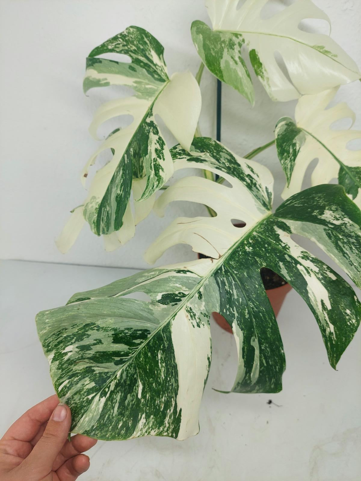 Monstera Variegata (zum aussuchen)