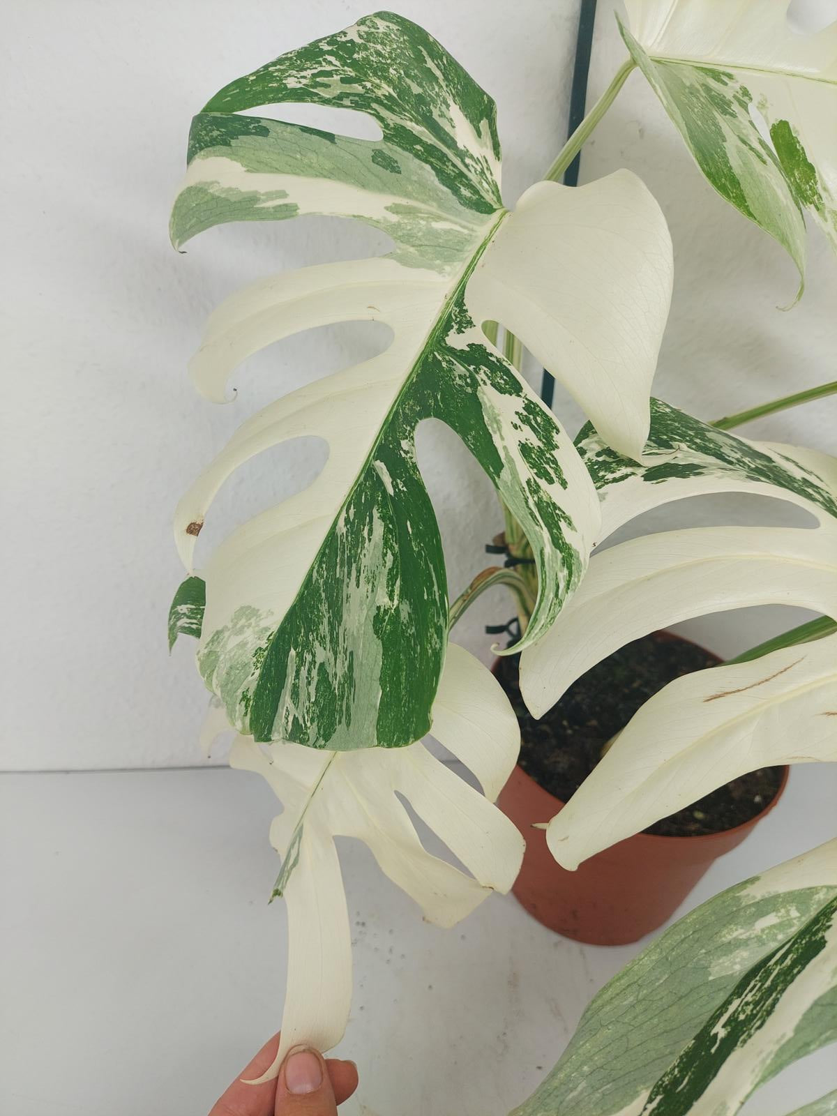 Monstera Variegata (zum aussuchen)